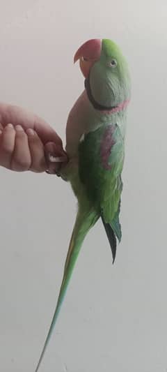 raw parrot