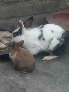 Rabbits 1 male 3 female 13 baby