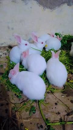 New Zealand white breed rabbit baby for sale age 30 days manasib price