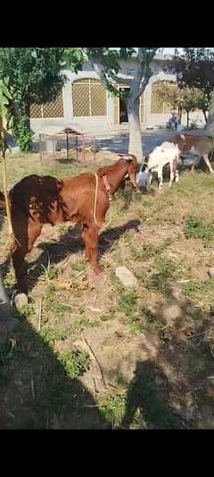 Bakra for sale