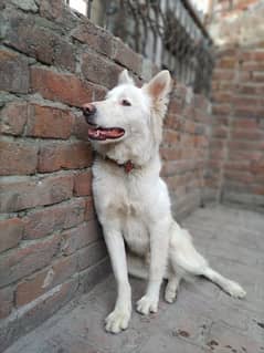 white shepherd dog