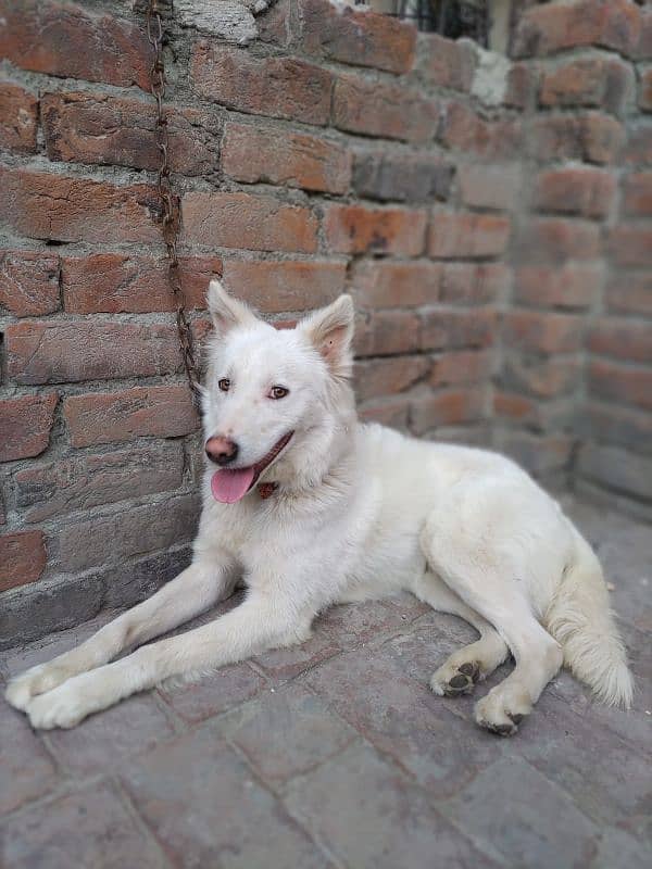 white shepherd dog 1