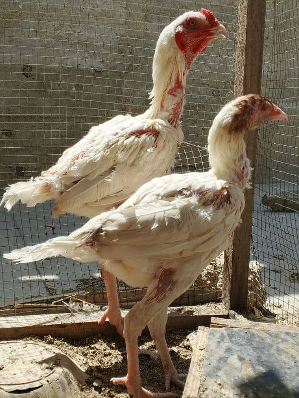 boski chicks 5 month 1