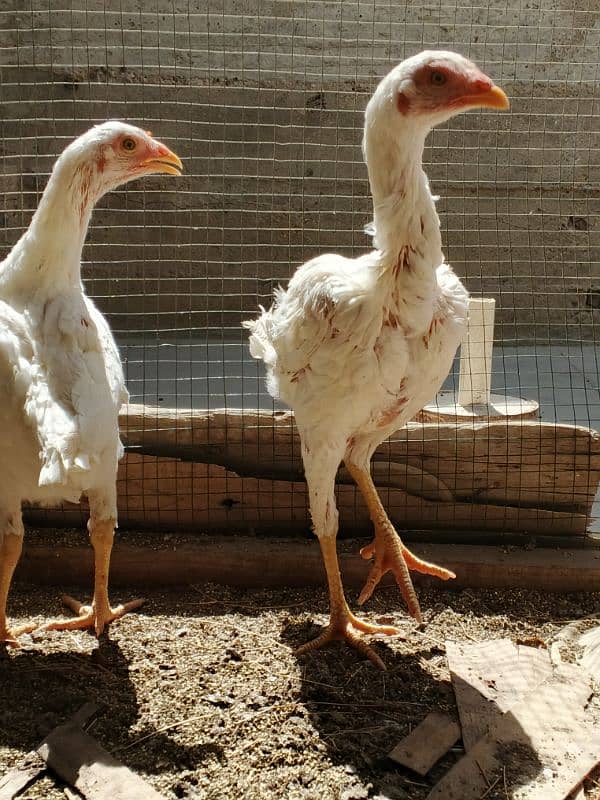 boski chicks 5 month 4