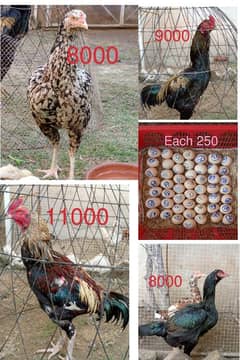 Aseel /aseel Mianwali / aseel chicks /aseel eggs / Hen for sale