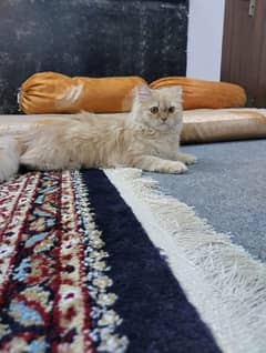 persian cat age is 10 month and fully active and play full cat