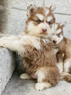 siberian husky puppies