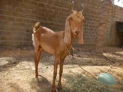 Bakri for sell