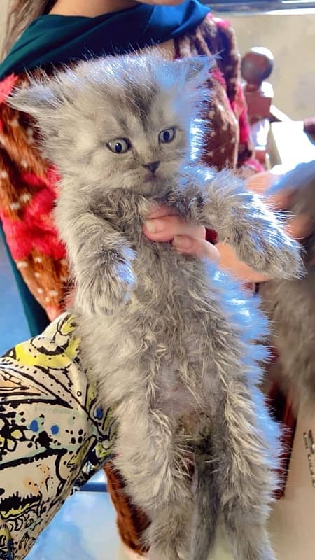 high quality kitten | doll face kittens | Persian cat | cute | fluffy 1