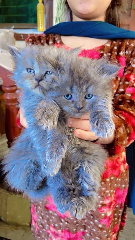 high quality kitten | doll face kittens | Persian cat | cute | fluffy 4