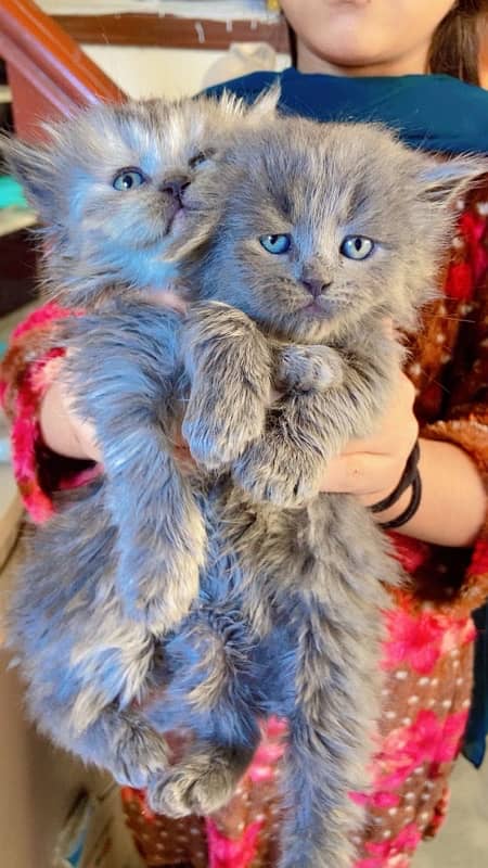 high quality kitten | doll face kittens | Persian cat | cute | fluffy 5