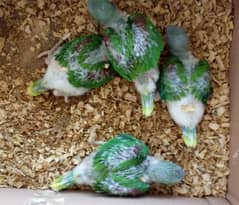 Wildlife Registered Alexandrine Raw/Raa Chicks