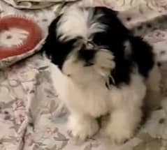 Shih Tzu / Shitzu Highly Pedigreed Puppy.