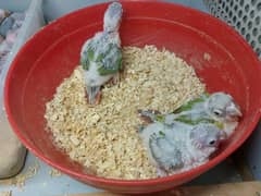 Pineapple conure high red factor chicks