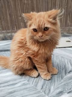 Persian cat age 3 month female