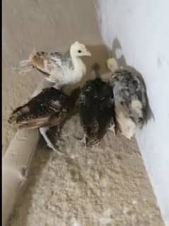 peacocks chicks egg breeder