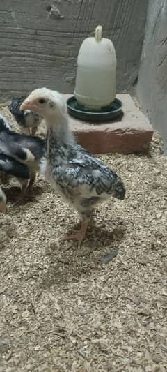 king oh shamo coco color chicks available