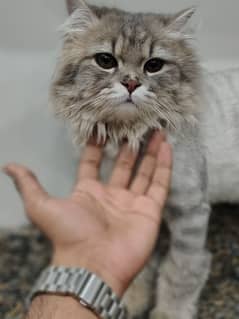 greyish white Persian cat grazy