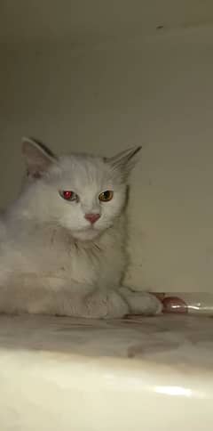 Persia cat for sale