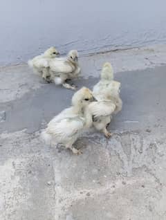 Silkie Chicks Blue ears