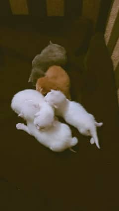 1 female and 5 kittens