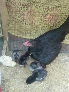 Mashallah Home breed Murgi or chicks sale