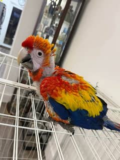 red macaw parrot chicks for sale 03=49=68=26=931