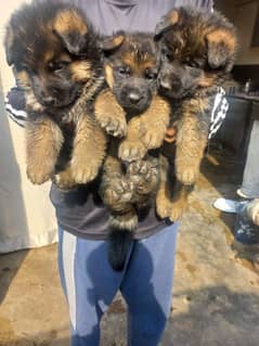 German shepherd puppies show quality important bloodline