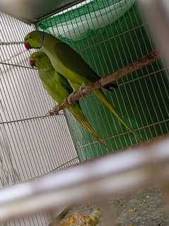 Ringneck breeder pair sale/exchange possible