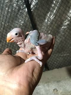 Green Ringneck chicks