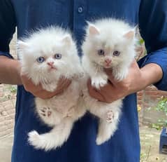 persion kittens