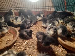 australorp