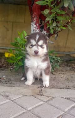 Siberian husky Male Puppy