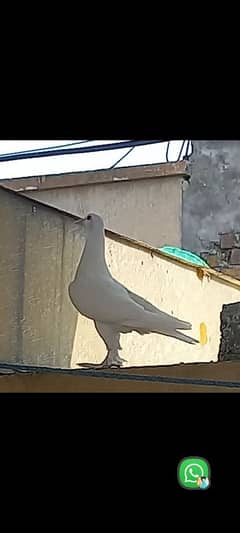 pigeon