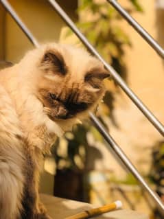 Himalayan female cat urgent for sale