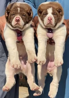 King alabai male female puppies available for sale