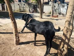 nagra Bakra for sale age 14 ma 03044005004