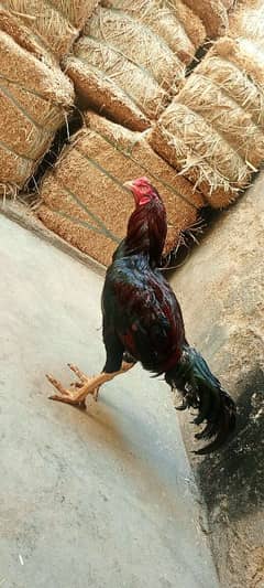 2 hens aseel Punjab breed