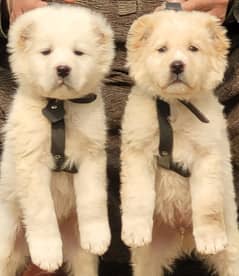 Kurdish Kangal Pair | Turkish Kangal Puppies For Sale