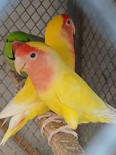 Common lutino breeder pair