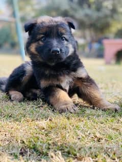 German shepherd puppy for sale