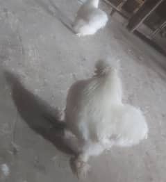 silkie