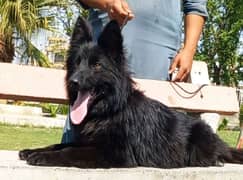 Triple coat German shepherd female