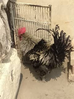 Black and white frizzle rooster for sale