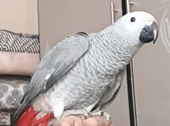 African grey parrot hand tame