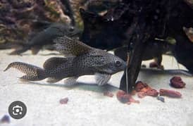 catfish upside down fish aquarium fish