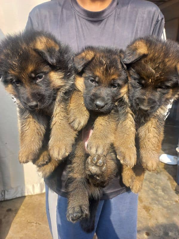 GSD pups 5