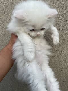 Persian kittens