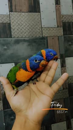 Rd collared Lorikeet cocered chick