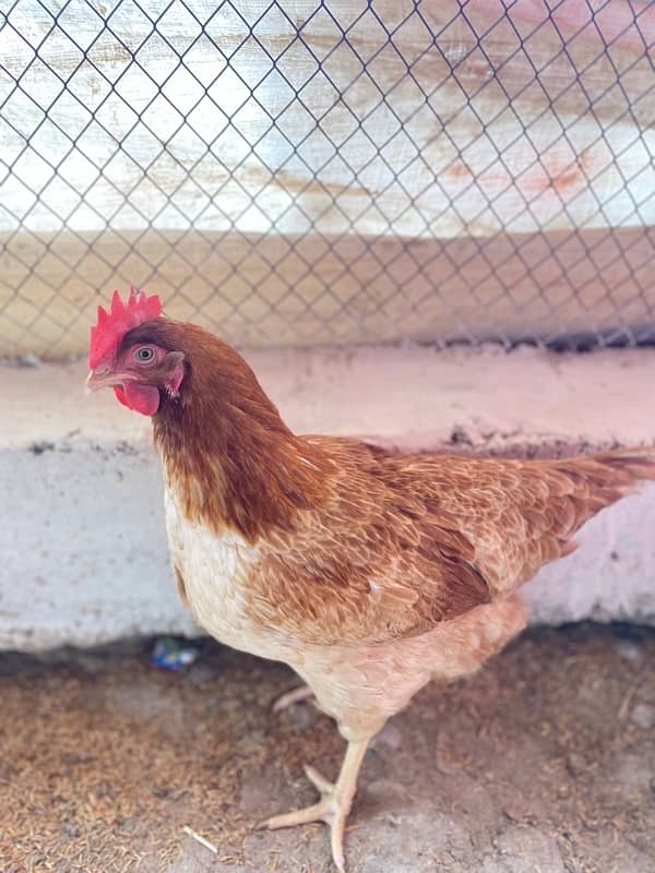 Lohman Brown Hens 8,9 Months 3